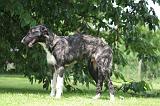 BARZOI 179